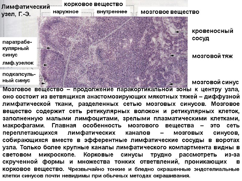 корковое вещество наружное внутреннее мозговое вещество кровеносный сосуд мозговой тяж мозговой синус паратрабе-кулярный синус